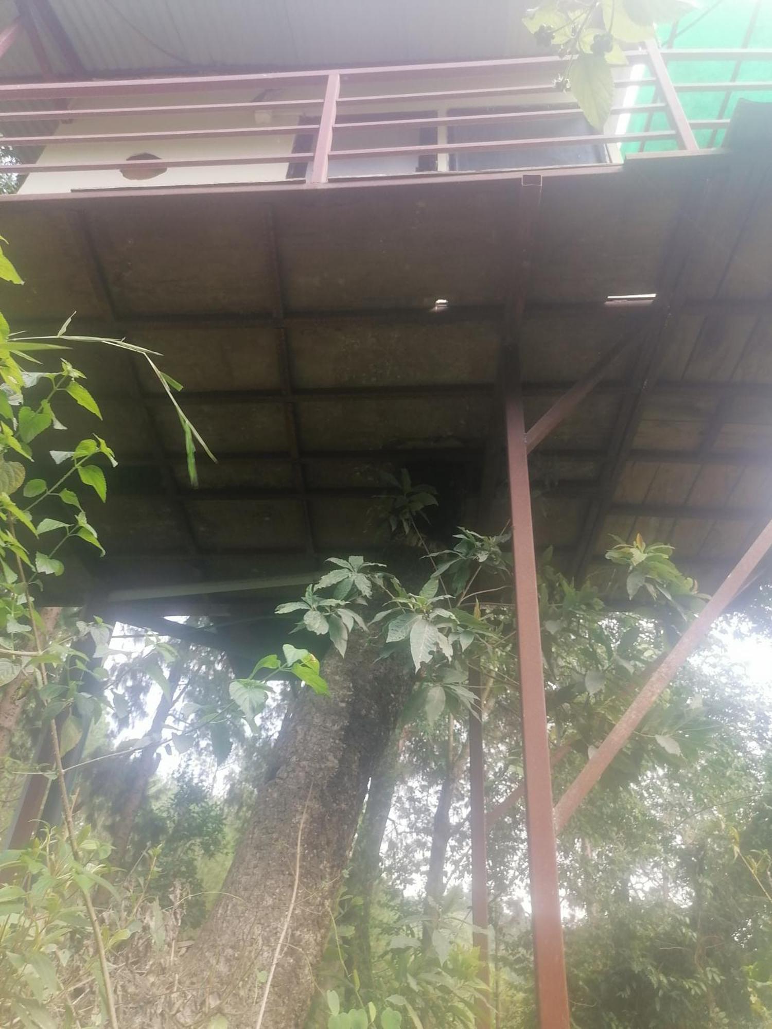 Jungle Crown Organic Homestay ナガルコット 部屋 写真