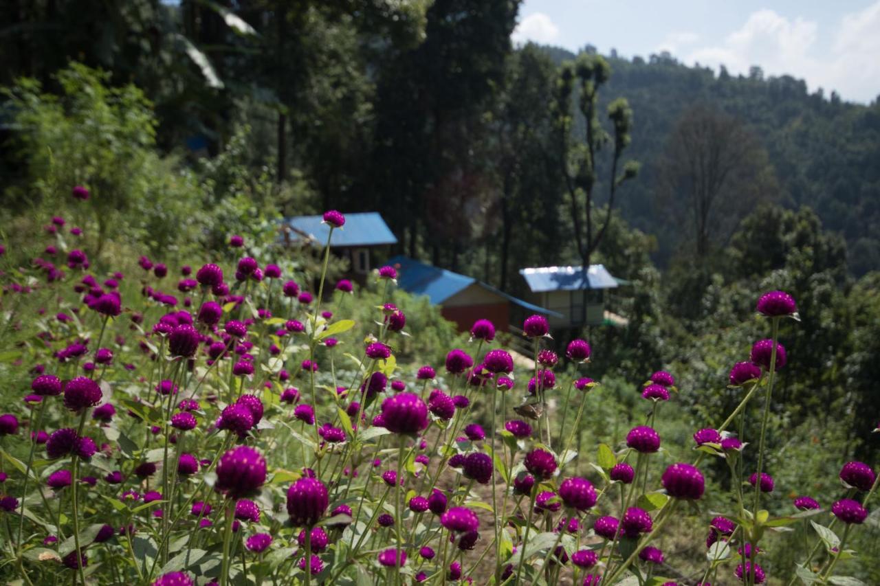 Jungle Crown Organic Homestay ナガルコット エクステリア 写真