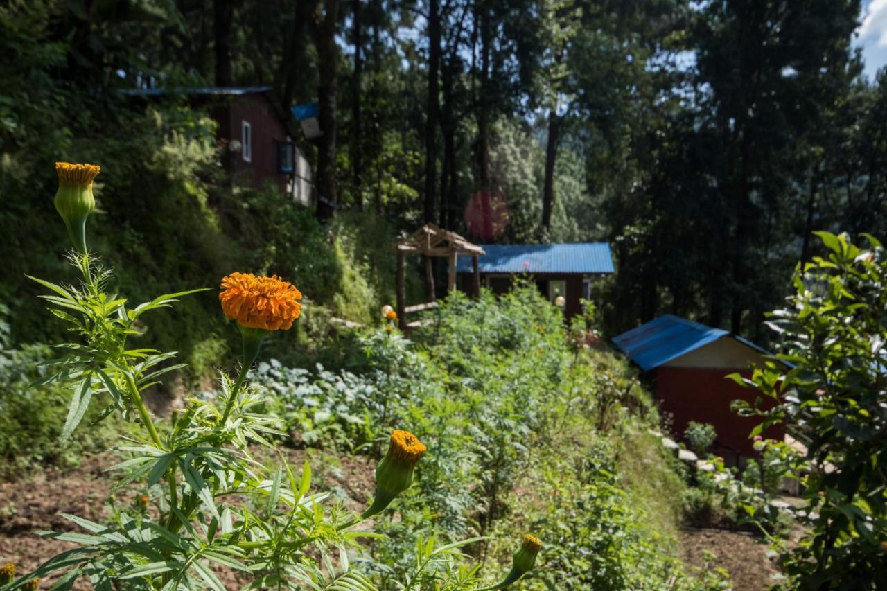 Jungle Crown Organic Homestay ナガルコット エクステリア 写真